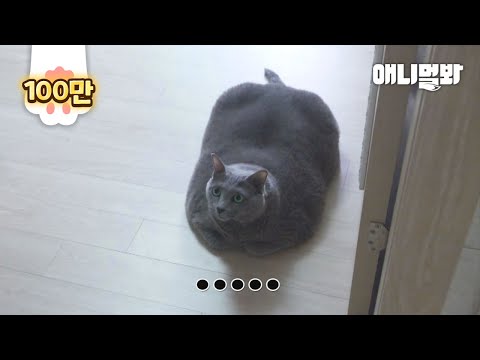나는 고양이답게 식빵을 구웠을뿐인데.. 동물농장에서 촬영을 왔다ㅣThis Cat Is Chubby But Wasn't Like This At First
