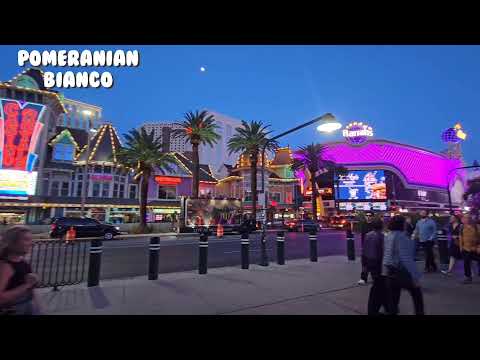 라스베가스 미라지 화산쇼 현장 ★ Las Vegas Mirage Volcano Show