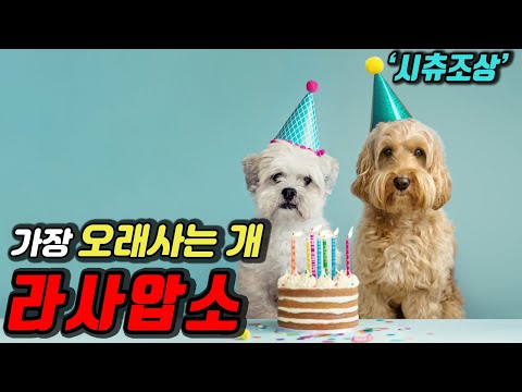 세상에서 가장 오래 살 수가 있는 라사압소