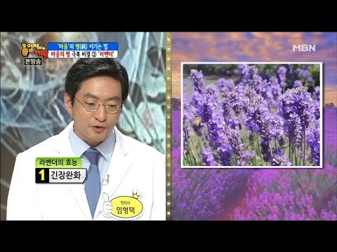 마음의 병을 극복하는 비결, 라벤더의 효능은? [엄지의 제왕 113회]