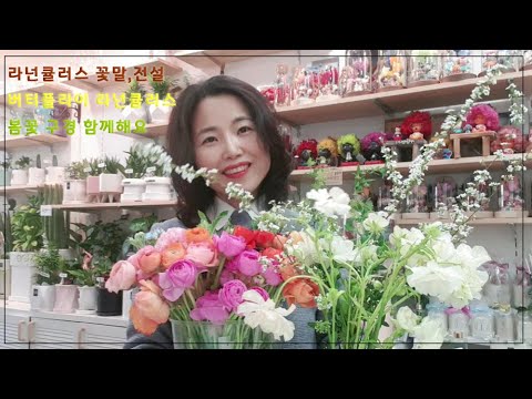 라넌큘러스꽃말 과 전설 버터플라이라넌큘러스 봄꽃 이야기 봄꽃종류 꽃구경하세요