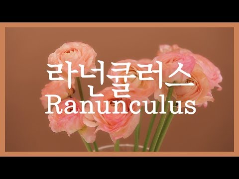 [Green Letter] #6 라넌큘러스의 관한 이야기
