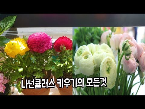 봄꽃으로 인기가 핫한 라넌큘러스 키우기의 모든것 Flower Ranunculus