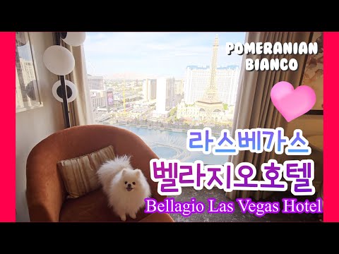 강아지랑 미국 라스베가스 ♥ 벨라지오 호텔  '파운틴 뷰 퀸' 룸 & 온실정원 &분수쇼  ♥ Bellagio Las Vegas Hotel | Fountain View Room