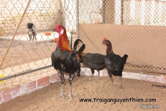 Gà - - Thống Nhất Đồng Nai - Gà Mỹ 100% Và Nhiều Gà Đá Khác | 5Giay