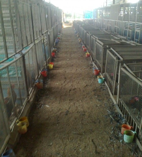 Gà - - Bán Gà Tre Lai Mỹ Đá Tiền Tại Đồng Nai | 5Giay