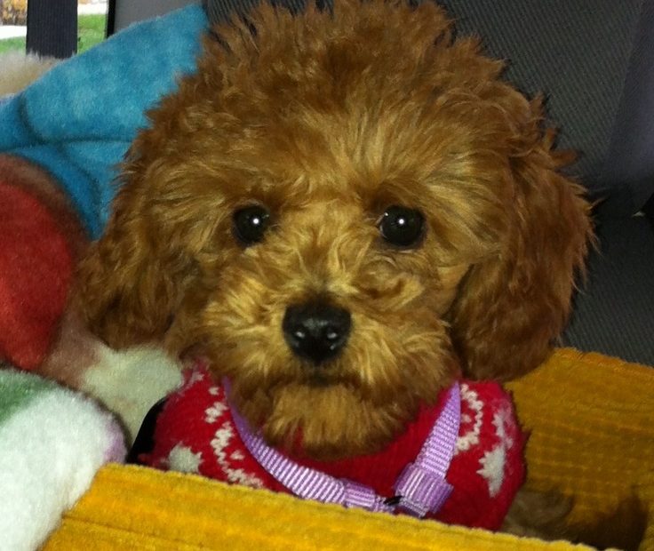3 Month Old Miniature Poodle | Minature Poodle, Miniature Poodle, Poodle