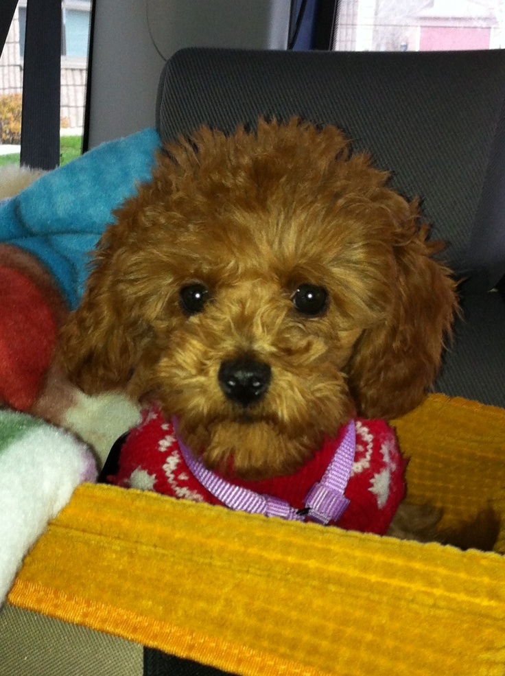3 Month Old Miniature Poodle | Minature Poodle, Miniature Poodle, Poodle