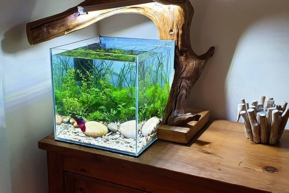 Tiết Lộ] Bí Kíp Trang Trí Bể Cá Mini Đẹp Vạn Người Mê
