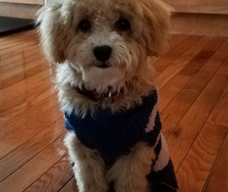 Toy Poodle, Poppy, 6 Months Old | Poodle Puppy, Standard Poodle, Poodle