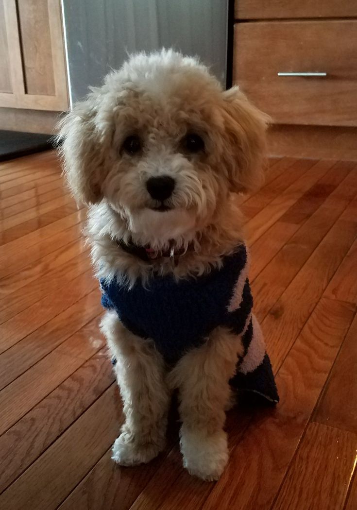Toy Poodle, Poppy, 6 Months Old | Poodle Puppy, Standard Poodle, Poodle