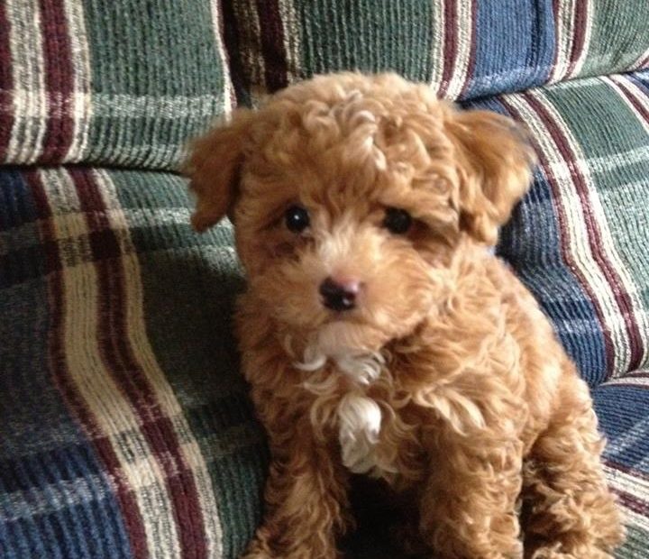 This Is My Dog Cider Male Toy Poodle 4 Month Old | Toy Poodle Puppies,  Poodle Dog Grooming, Poodle Puppy