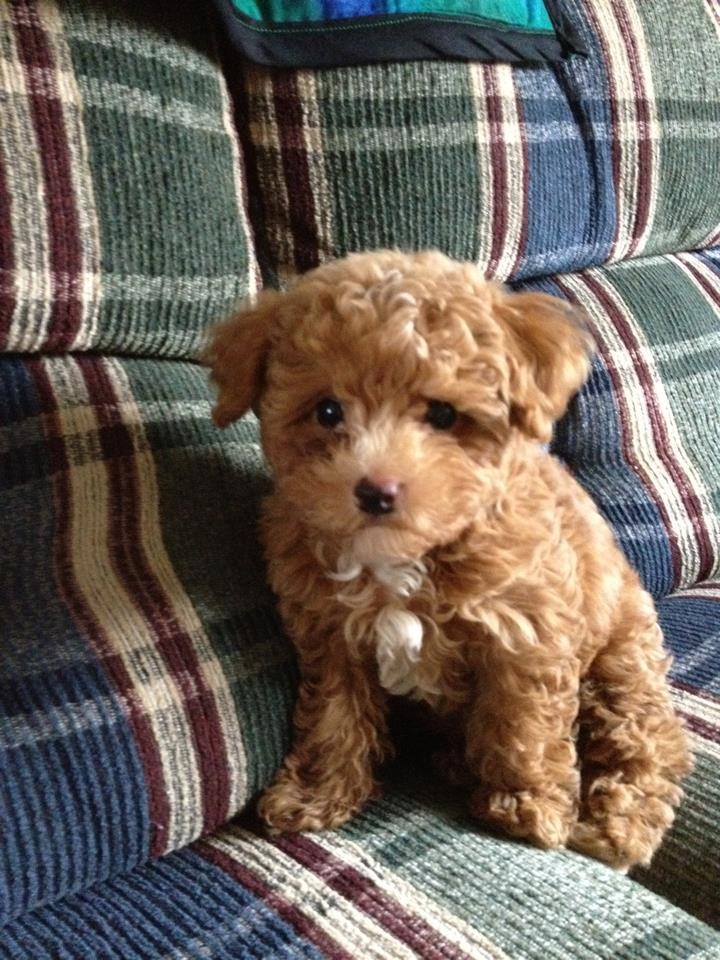 This Is My Dog Cider Male Toy Poodle 4 Month Old | Toy Poodle Puppies,  Poodle Dog Grooming, Poodle Puppy