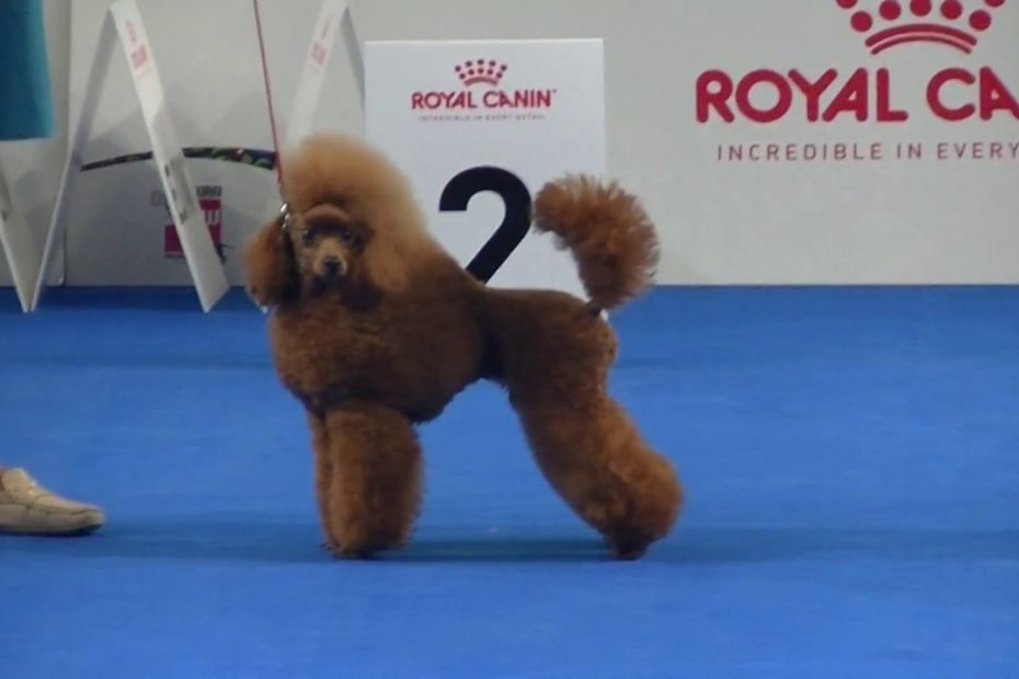 Toy Poodle At Euro Dog Show 2018 In Warsaw - Youtube