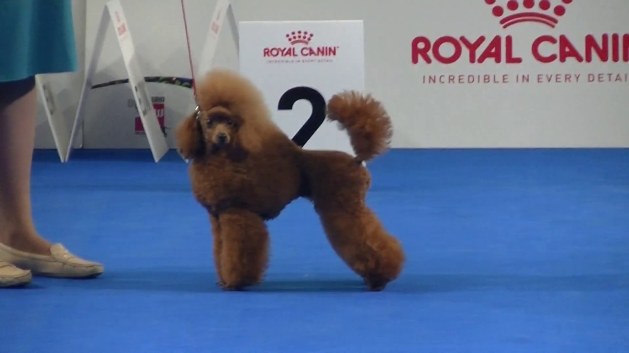 Toy Poodle At Euro Dog Show 2018 In Warsaw - Youtube