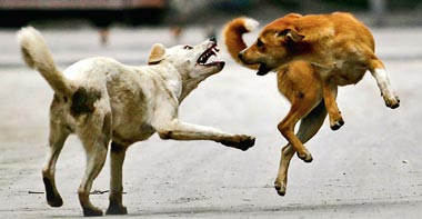 What To Do After A Dog Bite? - 7 Effective Ways To Handle Dog Bite -  Pharmeasy
