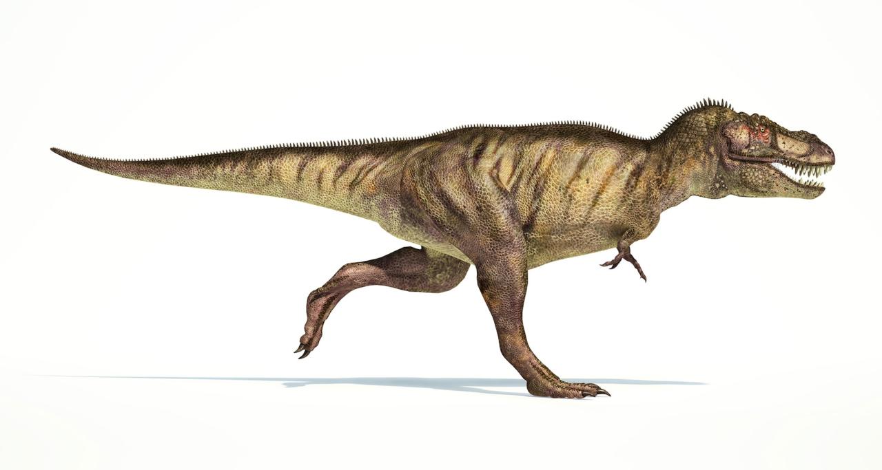 T. Rex's Tiny Arms May Have Been Vicious Weapons T. Rex'S Tiny Arms May Have Been Vicious Weapons