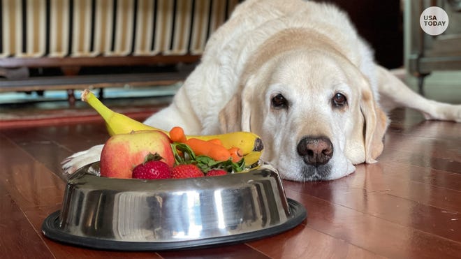 Can Dogs Eat Strawberries? And Fruits Your Pup Can Or Can'T Eat