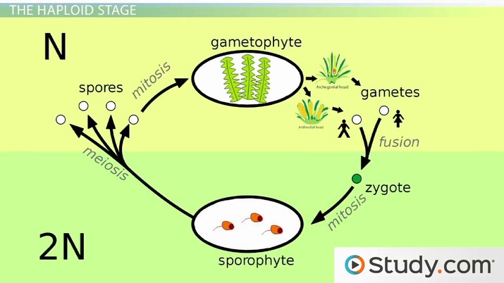 Moss Life Cycle | Diagram, Parts & Reproduction - Video & Lesson Transcript  | Study.Com