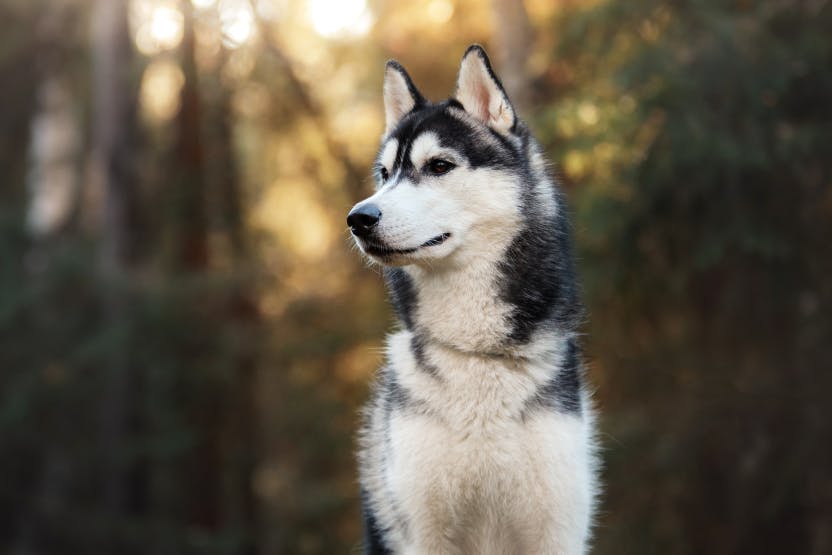How Expensive Is It To Own A Husky?