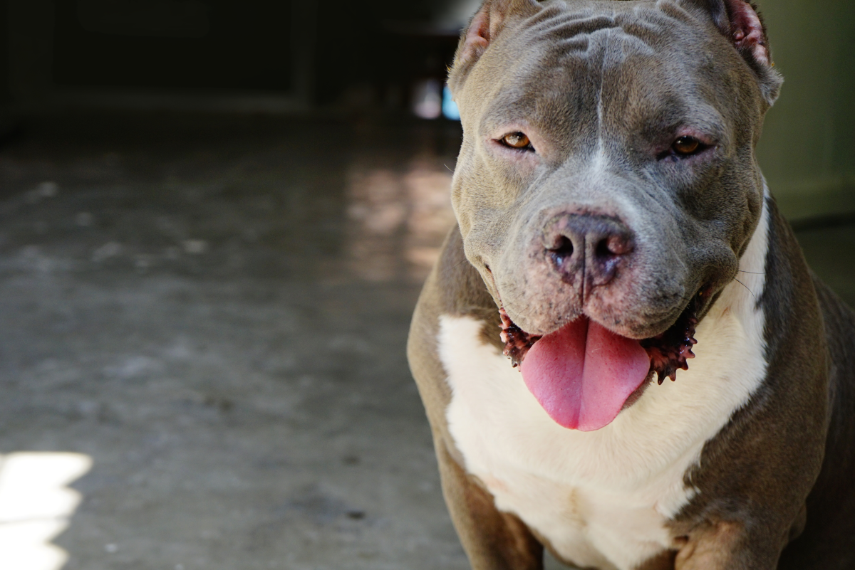 10 Dog Breeds Most Commonly Mistaken for Pit Bulls - PetHelpful 10 Dog Breeds Most Commonly Mistaken For Pit Bulls - Pethelpful