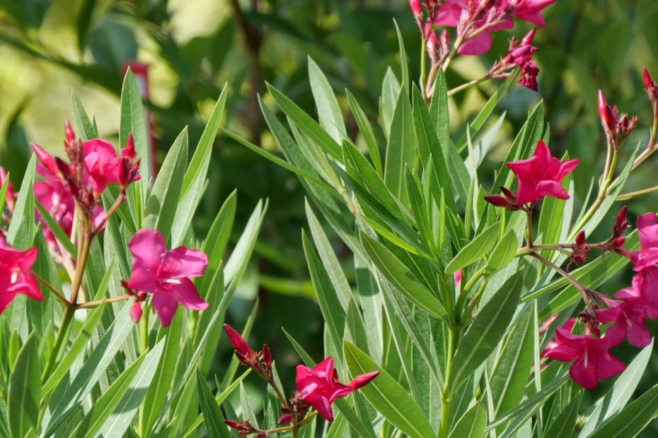 Oleander Is A Beautiful But Poisonous Shrub | Hgtv