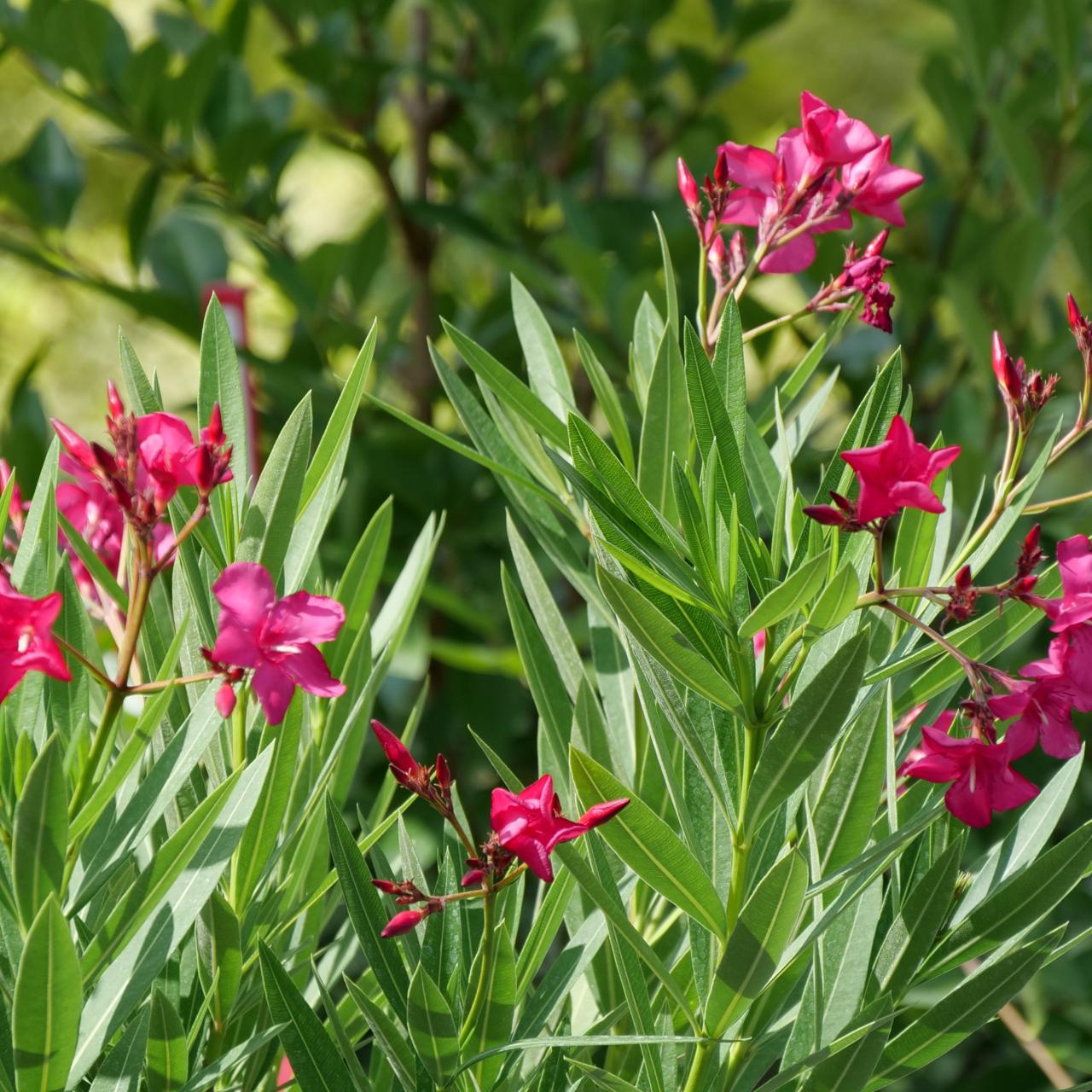 Oleander Is a Beautiful But Poisonous Shrub | HGTV Oleander Is A Beautiful But Poisonous Shrub | Hgtv