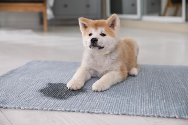 How To Get Pet Stains Out Of Carpet | Hgtv
