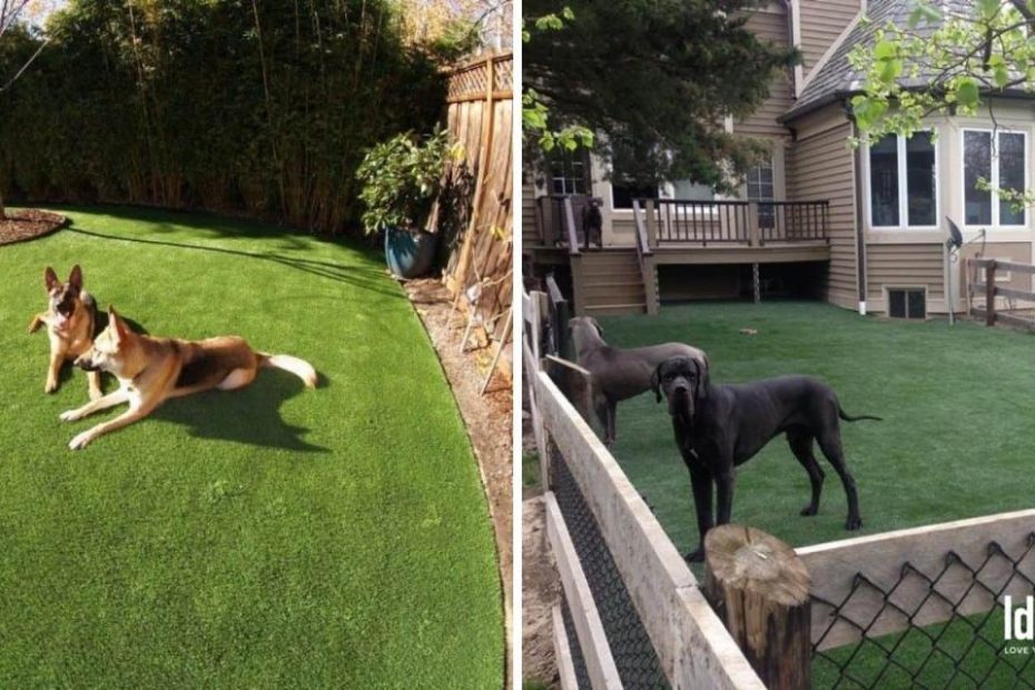 Dog Run Ideas: Definitive Guide To Backyard Dog Potty Areas