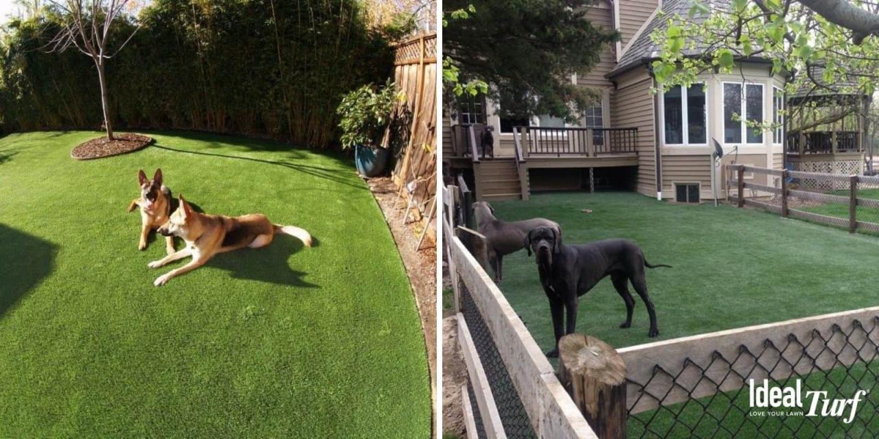 Dog Run Ideas: Definitive Guide To Backyard Dog Potty Areas