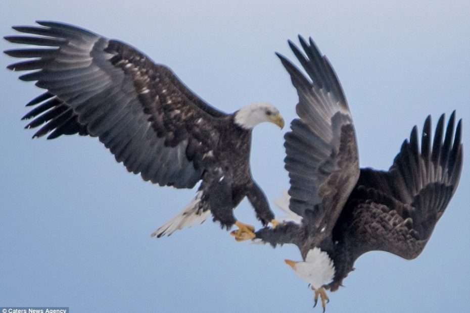 Mating Eagles Cartwheel Across The Sky With Talons Locked In Mid-Air Love  Ritual | Daily Mail Online