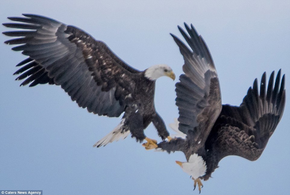 Mating Eagles Cartwheel Across The Sky With Talons Locked In Mid-Air Love  Ritual | Daily Mail Online