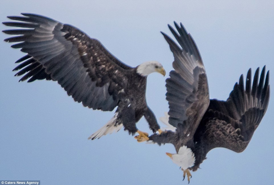 Mating eagles cartwheel across the sky with talons locked in mid-air love ritual | Daily Mail Online Mating Eagles Cartwheel Across The Sky With Talons Locked In Mid-Air Love Ritual | Daily Mail Online
