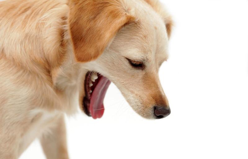 Dog Vomiting Questions | Lovetoknow Pets