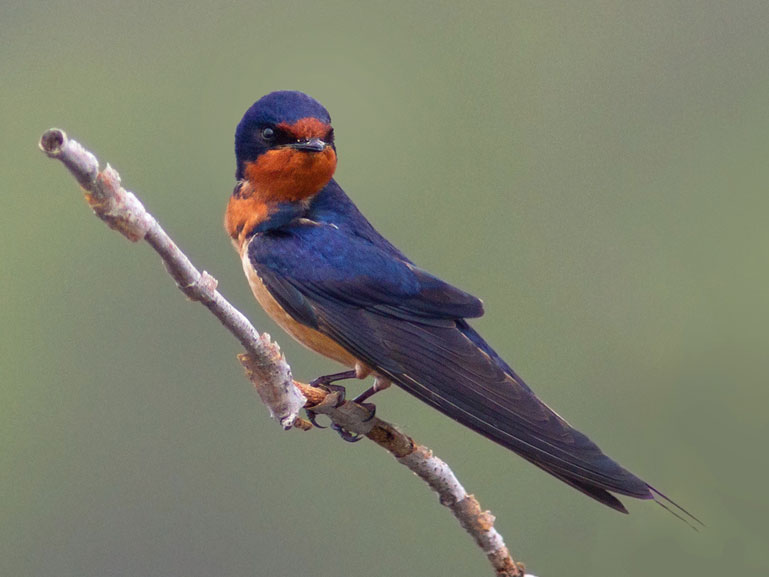 Is 400Mm Enough For Bird Photography? - Examples And Tips