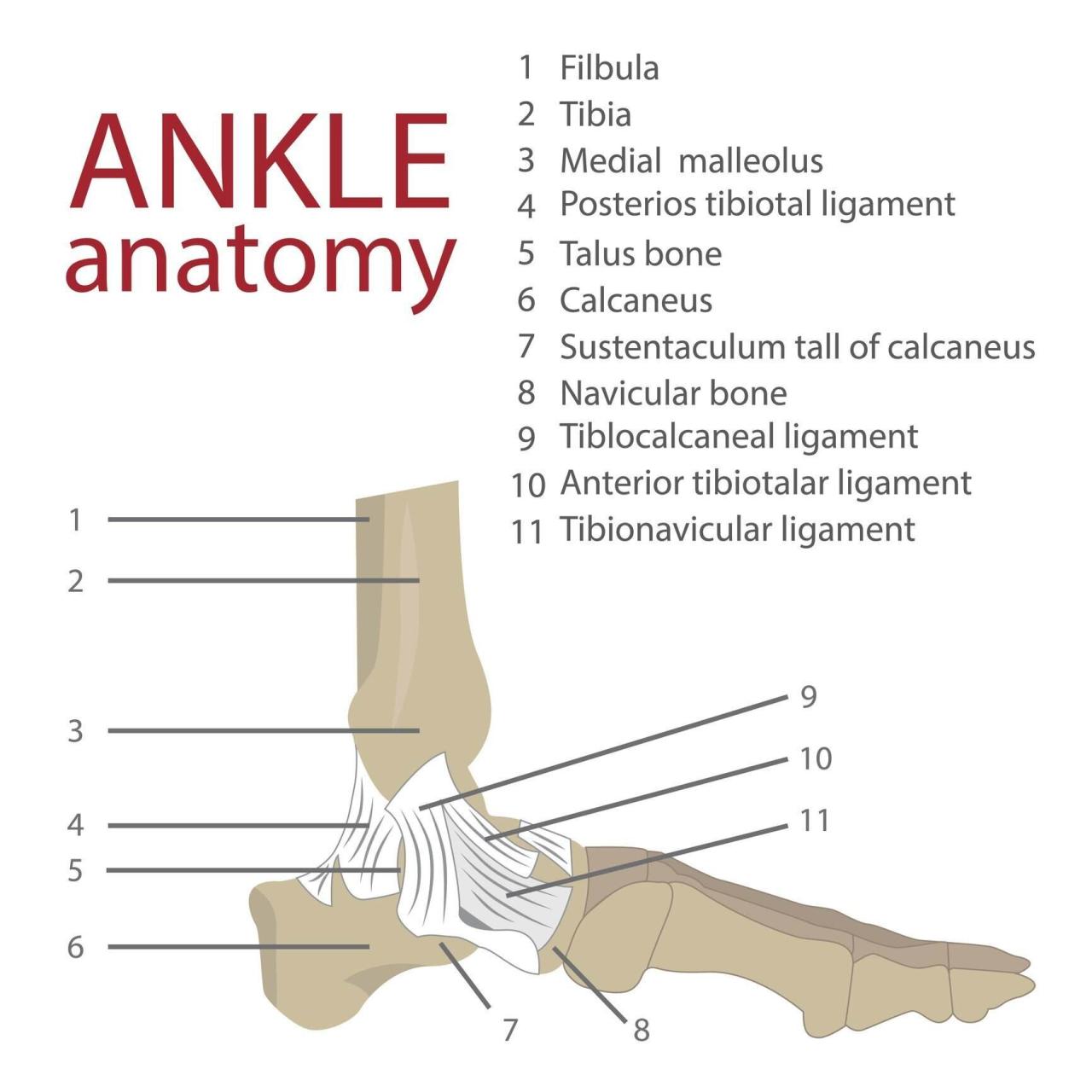 Torn Ligament or Tendon in Foot Torn Ligament Or Tendon In Foot