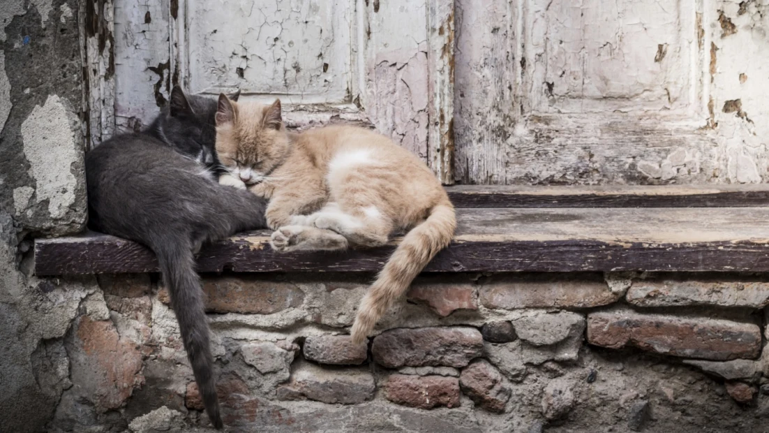 11 Facts About Animal Homelessness | DoSomething.org 11 Facts About Animal Homelessness | Dosomething.Org