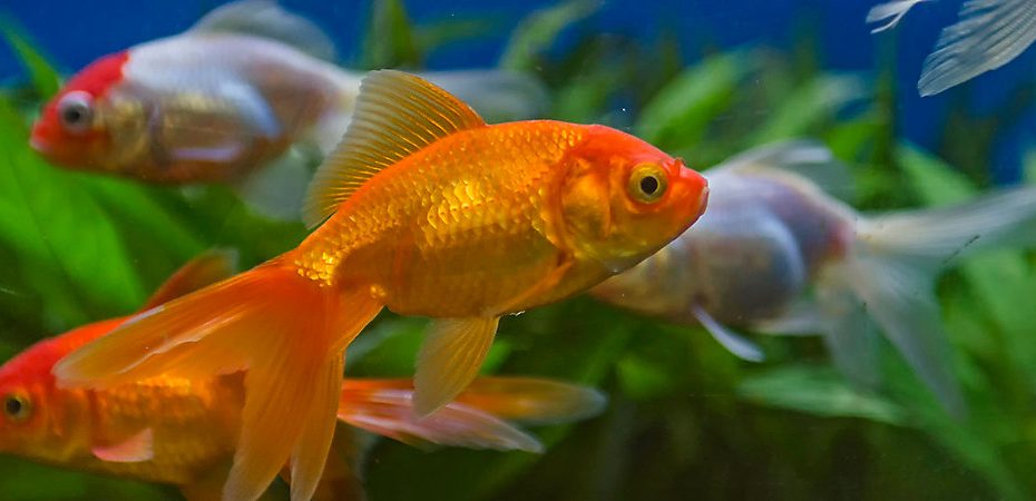 Which Fish Can Live Together? Community Tanks | Petsmart