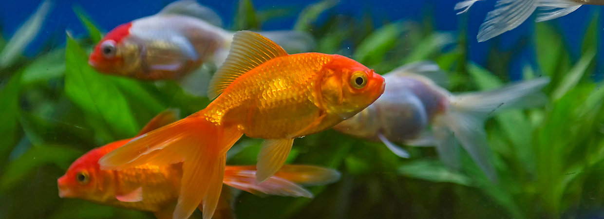 Which Fish Can Live Together? Community Tanks | PetSmart Which Fish Can Live Together? Community Tanks | Petsmart