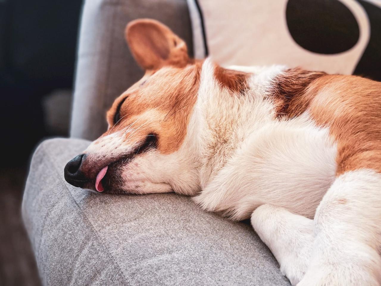 Do dogs dream? Do Dogs Dream?