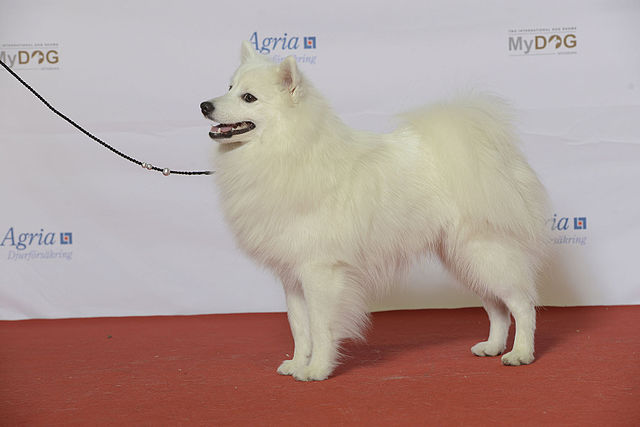 Japanese Spitz - Wikipedia