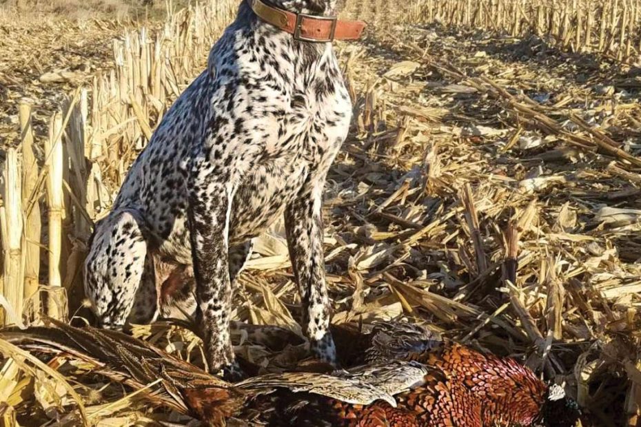 Hunting Dog Breeds: 21 Best Dogs For Hunting | Field & Stream