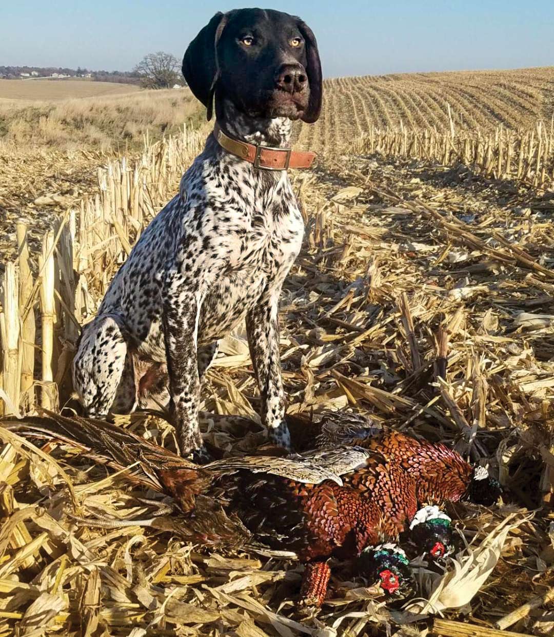 Hunting Dog Breeds: 21 Best Dogs for Hunting | Field & Stream Hunting Dog Breeds: 21 Best Dogs For Hunting | Field & Stream