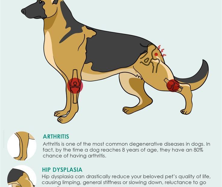 Why Is My Dog Limping And What Should I Do | Petietec | Petietec