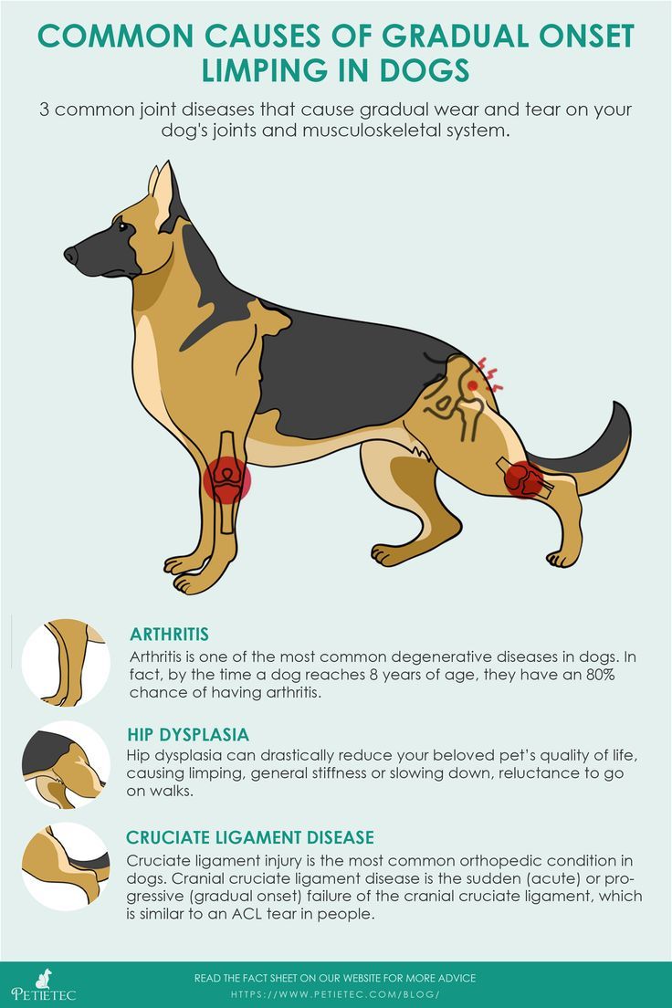 Why Is My Dog Limping And What Should I Do | Petietec | petietec Why Is My Dog Limping And What Should I Do | Petietec | Petietec