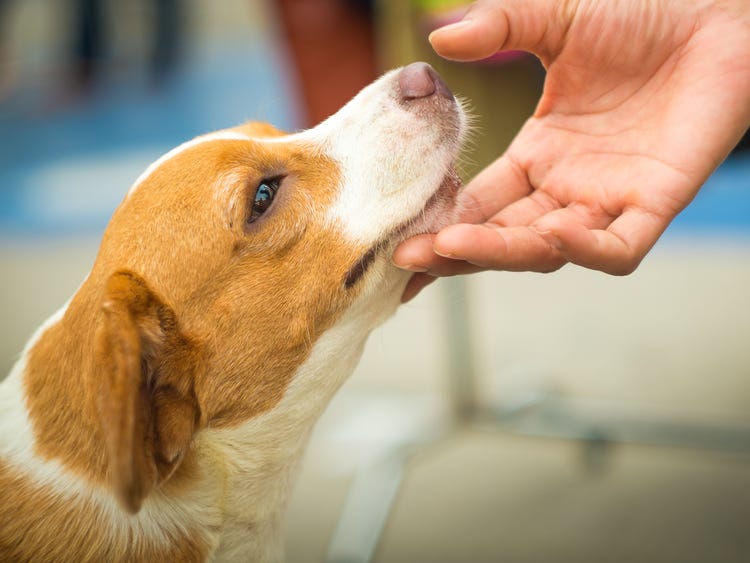 Signs Your Dog Likes You And Loves You, According To Veterinarians