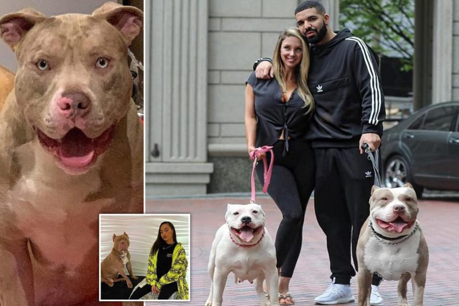 American Bully Xl: The Killer Breed Behind Record Number Of Fatal Dog  Attacks | Daily Mail Online