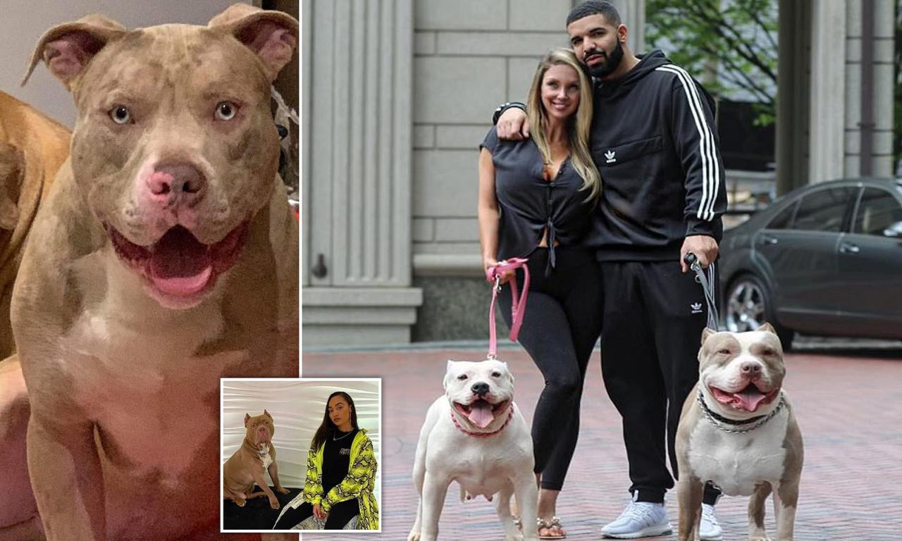 American Bully XL: The killer breed behind record number of fatal dog attacks | Daily Mail Online American Bully Xl: The Killer Breed Behind Record Number Of Fatal Dog Attacks | Daily Mail Online
