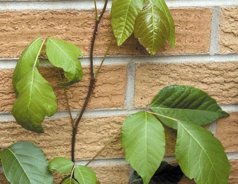 Is Poison Ivy Contagious? - Harvard Health