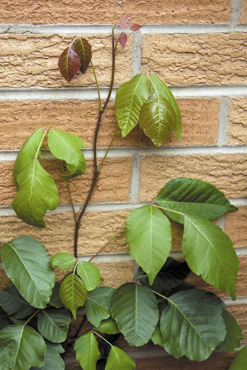 Is poison ivy contagious? - Harvard Health Is Poison Ivy Contagious? - Harvard Health